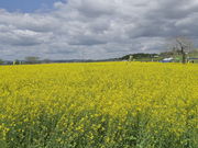 sklfh̊pcs̍؂̉Ԕ̓eʐ^1