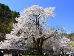 高貴な大型羊さんの荘川桜の投稿写真1