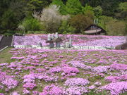 򂨏肳񂳂̃XpbVhp[N̓eʐ^1