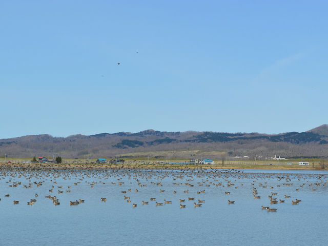 �}�K���̋G�߂̋{����_�{����