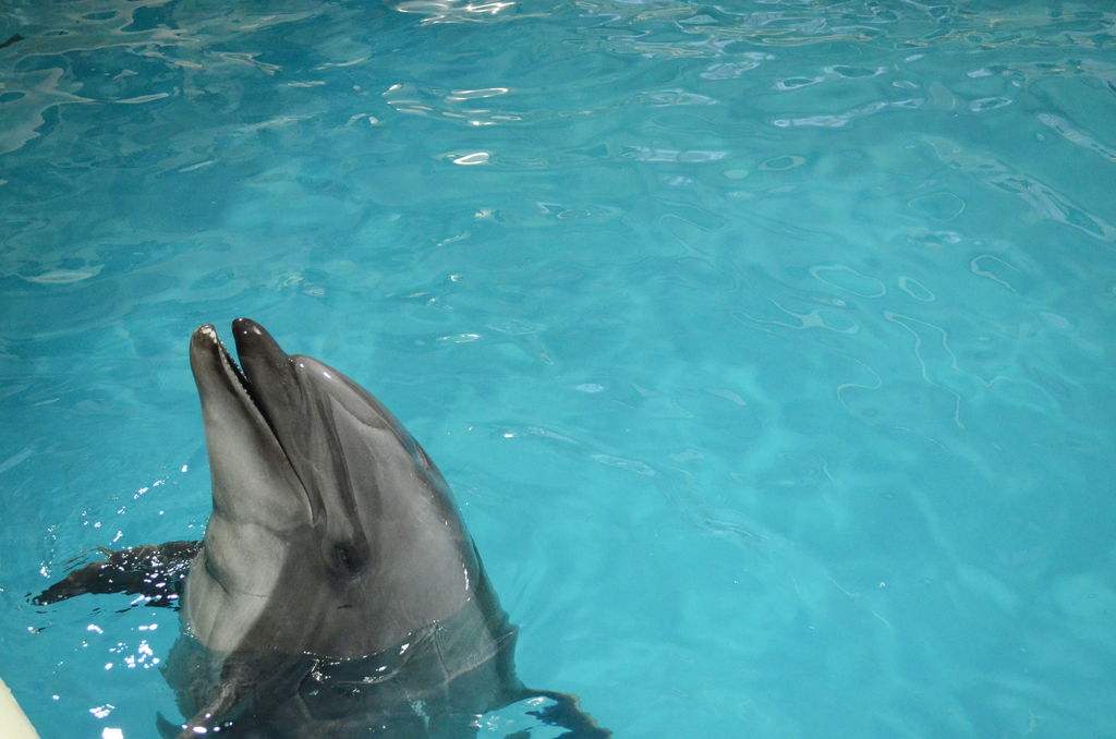 全国 イルカに会える水族館28選 生態からイルカウォッチング情報までご紹介 じゃらんニュース