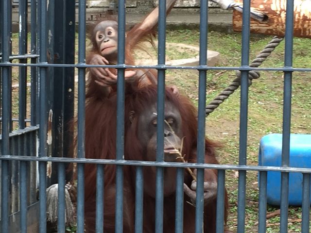 �I���E�[�^��_���R������