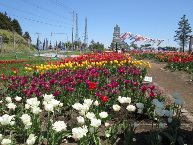 yosshỹTL̃`[bv̓eʐ^1