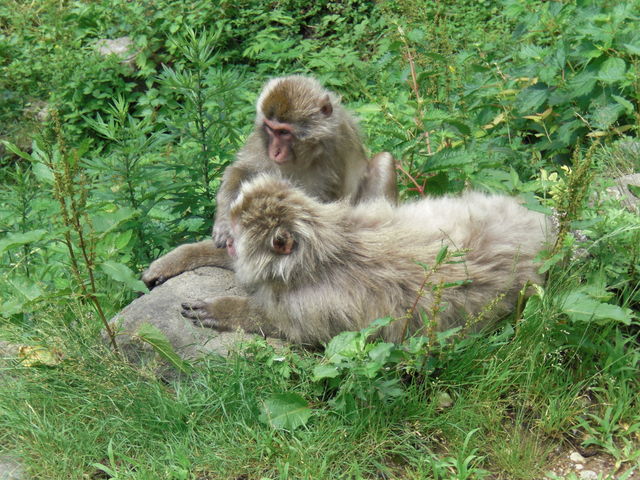 ��_�n���J�쉎����