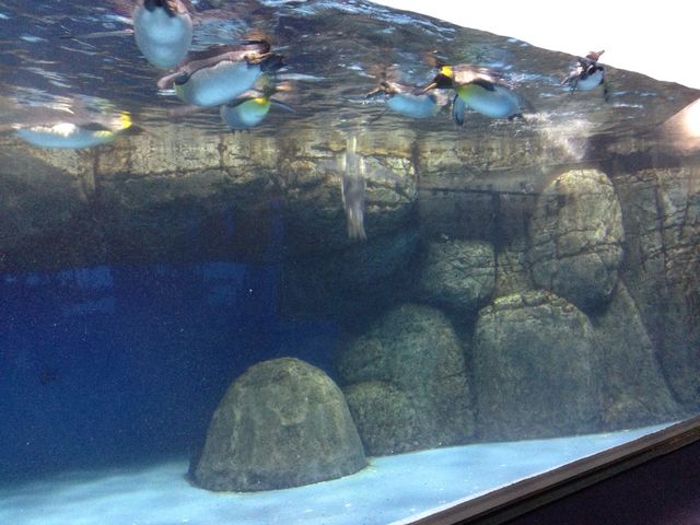 �y���M���͏ォ�����������ώ@�ł��܂��B_���l�E���i���V�[�p���_�C�X