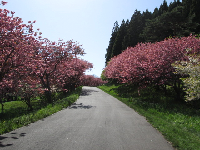 ����̘e�̕��؂����J�ł����B_�����V�g�[���̐����C���@�i�g���s�X�g�C���@�j