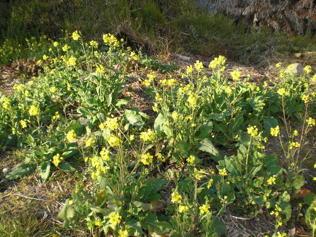 �t�����[�p�[�N_���l�t�����[�p�[�N