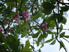 殿さんの鹽竈神社の鹽竈桜の投稿写真1