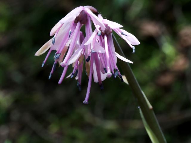 �V���E�W���E�o�J�}_���r��R