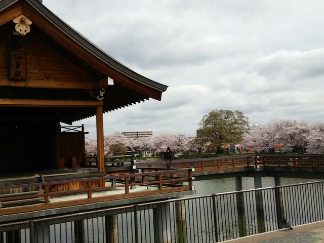 大中公園 ペット 販売済み