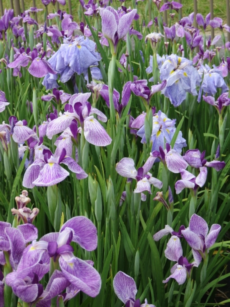 菖蒲 菖蒲（滋賀県）の観光スポットランキングTOP2 - じゃらんnet