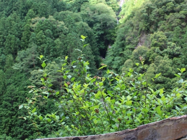 goninngumi̖i邬j̓eʐ^1