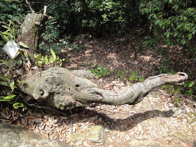 SȂoR̓rŁB{ɏۂɂłˁB_򕌏Vt