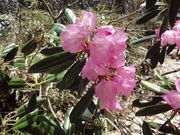 1962̑䃖̃VNiQ̓eʐ^2