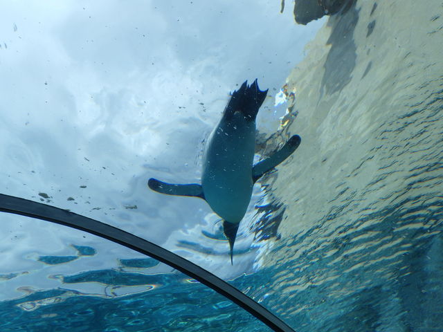 �y���M���g���l���̐���_���R������