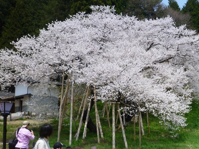 �܂��ɖ��J�̍�_�痴����