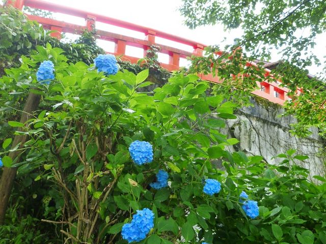 ���z�ԂƎ�F�̋�_���{�R�@�����R��