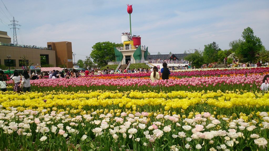 チューリップのお花畑