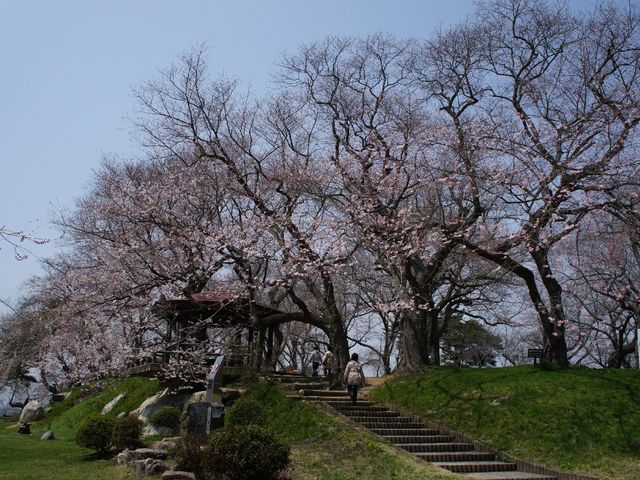 烏帽子山公園の桜】アクセス・営業時間・料金情報 - じゃらんnet