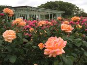 [҂̓JԒdDt[Z^[̓eʐ^1