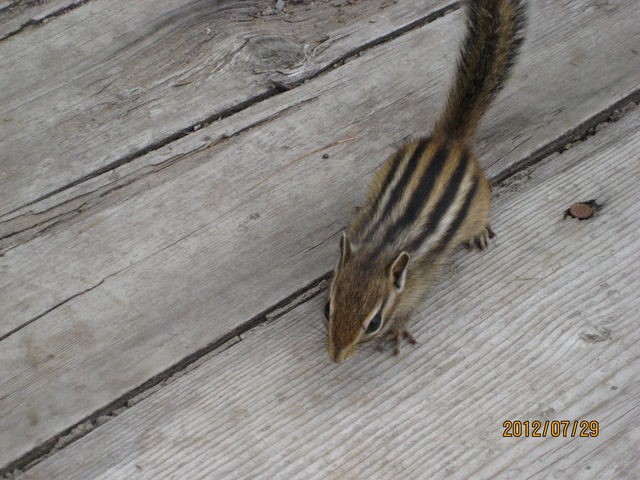 �������X_���x�y�A���t�g