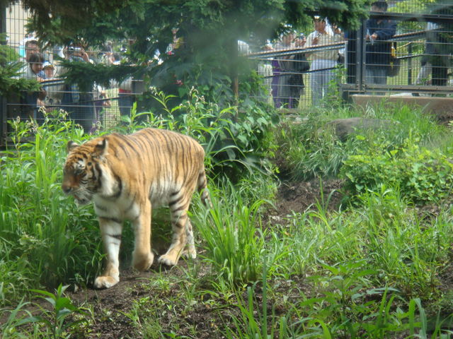 �Ƃ炪�I�X�ƁI_���R������