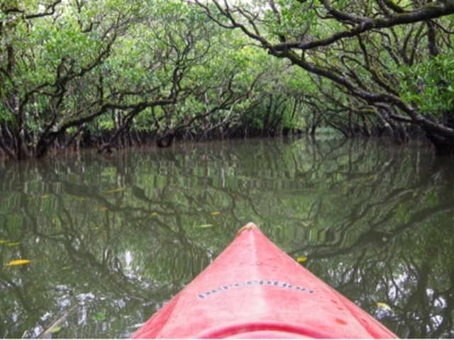 �}���O���[�u������_�}���O���[�u�J�k�[�c�[�����O