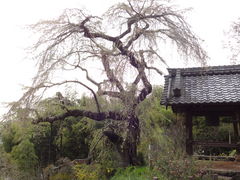 しどーさんの地蔵禅院のしだれ桜の投稿写真1