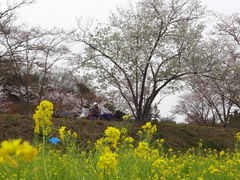 菜の花と参道の桜並木 大御堂観音寺の桜の口コミ じゃらんnet