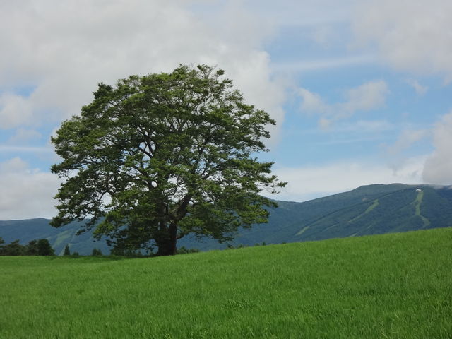 �Z���΂̎p���������A�g�t�̎������G�ɂȂ肻���B_�����_��̈�{��