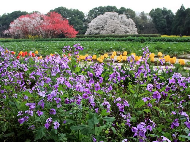 吉高の大桜】アクセス・営業時間・料金情報 - じゃらんnet