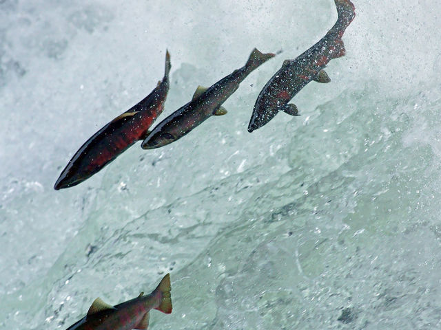 �����͗[���������߂ł��B
�唗�͂ł��I�I_������̑�