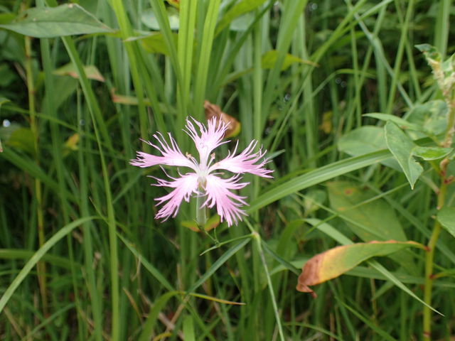 ifVRꂢłB_킢 ͂̓E̓ER쉷