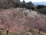 ӂ날r[̒}gR~т̔~̓eʐ^1