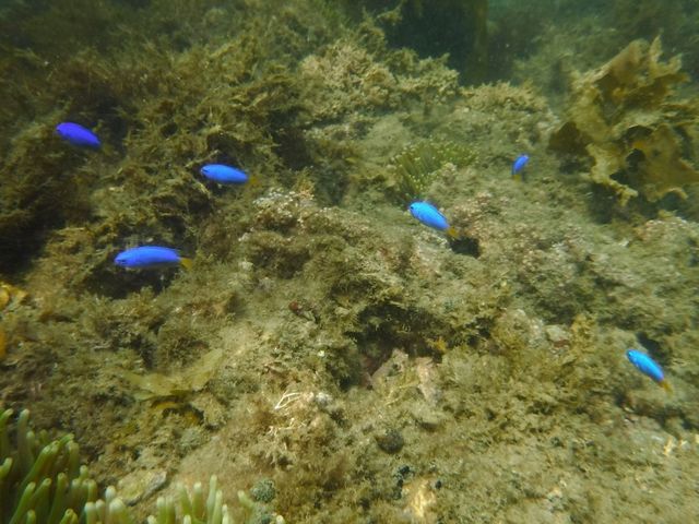 �����x���Q�I�I_�G�R�T�[�t�@�[