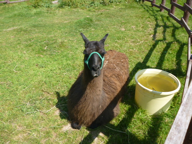 �x��ł���A���p�J_�t�@�[���Y���c