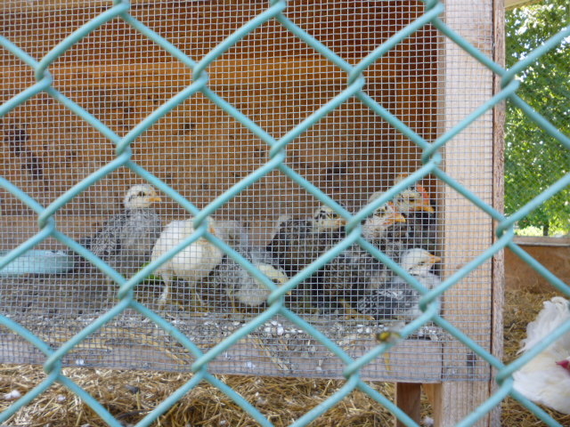 ����_�t�@�[���Y���c