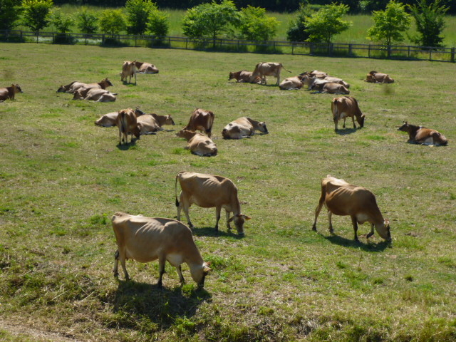 ������_�t�@�[���Y���c