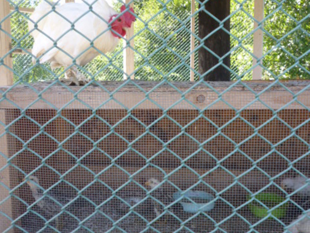 �����Ɛe��_�t�@�[���Y���c