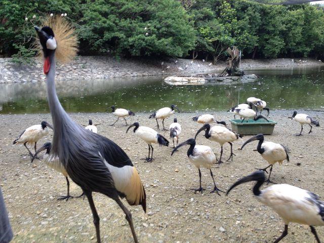 �l�I�p�[�N�I�L�i��