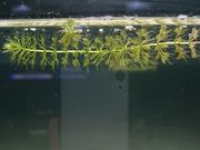 kozi76̌cܐق̓eʐ^1