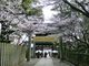 しずちゃんさんの金刀比羅宮神苑の桜花の投稿写真5
