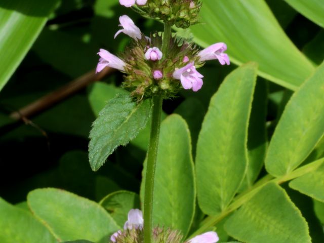 �G�]�V���l_�w���Ԃ�R�L�����v��