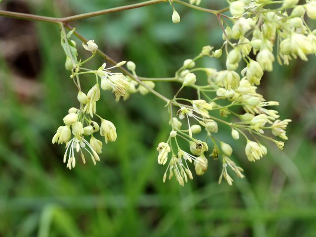 �H_�w���Ԃ�R�L�����v��