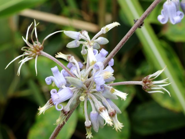 Ƃ񂳂̔wԂRLv̓eʐ^6