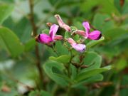 Ƃ񂳂̔wԂRLv̓eʐ^3