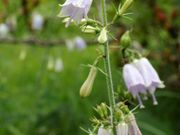 Ƃ񂳂̔wԂRLv̓eʐ^4