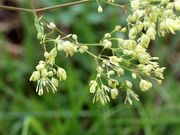 Ƃ񂳂̔wԂRLv̓eʐ^5