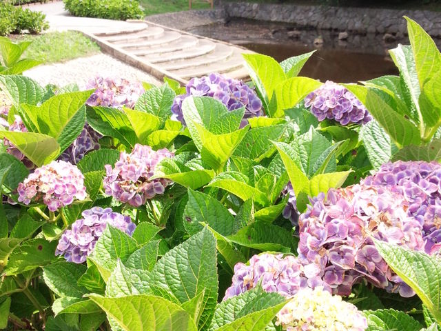 �����̃A�W�T�C�́A�܂��A�撣���Ă���Ă܂����i�΁I_�s���̐X