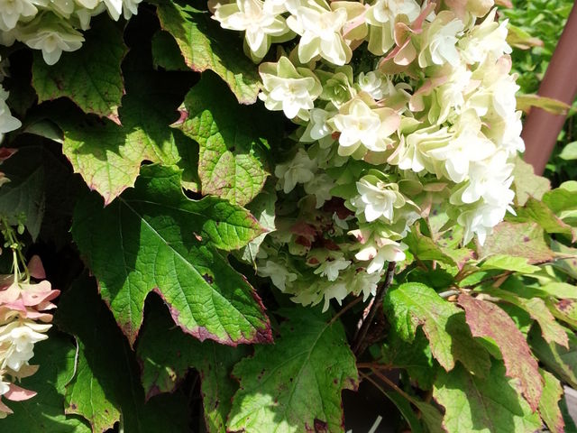 ���̎q�́A���N�A���ƒx���܂ō炢�Ă��Ă���܂��i�O�O�j�������Y�킶��Ȃ��ł����E�E�E�i�΁B_�s���̐X